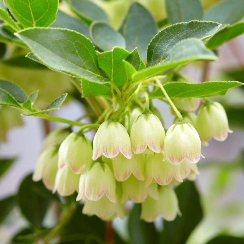 Enkianthus campanulatus Prettycoat (Floração)