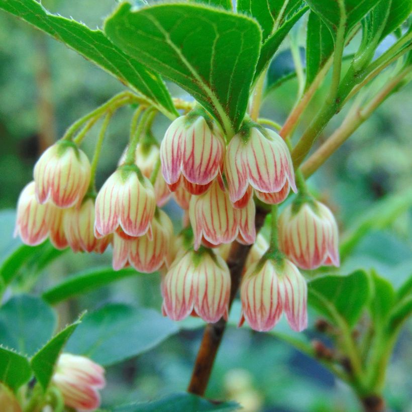 Enkianthus campanulatus (Floração)