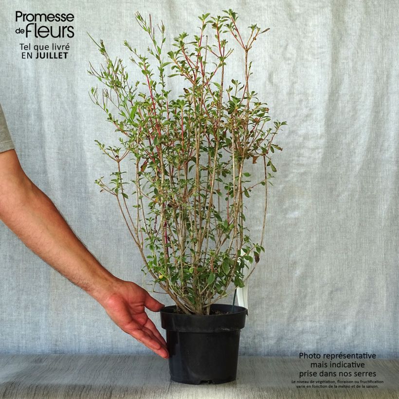 Amostra de Enkianthus campanulatus Vaso de 2 L/3 L tal como entregue no verão
