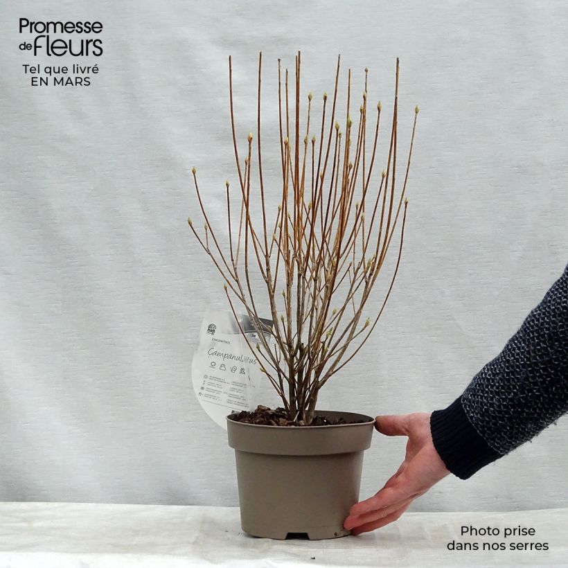 Amostra de Enkianthus campanulatus Vaso de 2 L/3 L tal como entregue na primavera