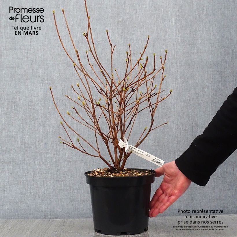 Amostra de Enkianthus campanulatus Red Bells Vaso de 2 L/3 L tal como entregue no inverno