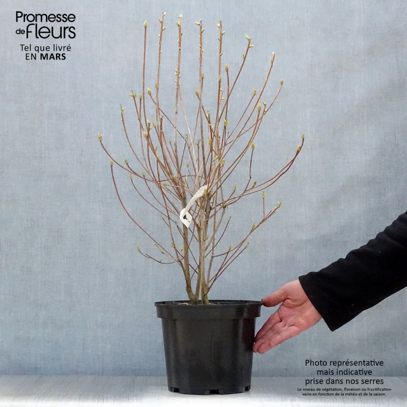 Amostra de Enkianthus campanulatus Red Bells Vaso de 2 L/3 L tal como entregue na primavera