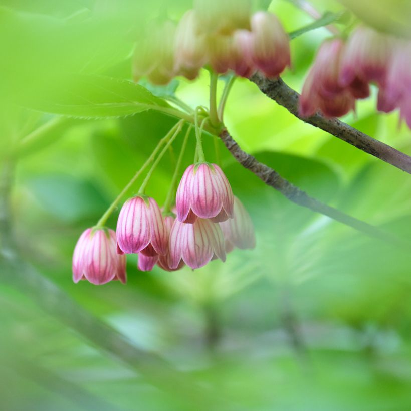 Enkianthus campanulatus Red Bells (Floração)