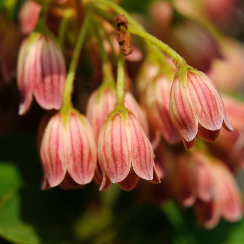 Enkianthus campanulatus var. palibinii (Floração)