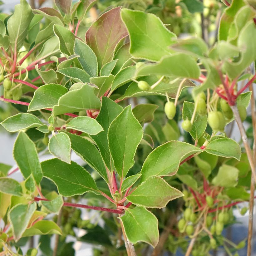 Enkianthus campanulatus Prettycoat (Folhagem)