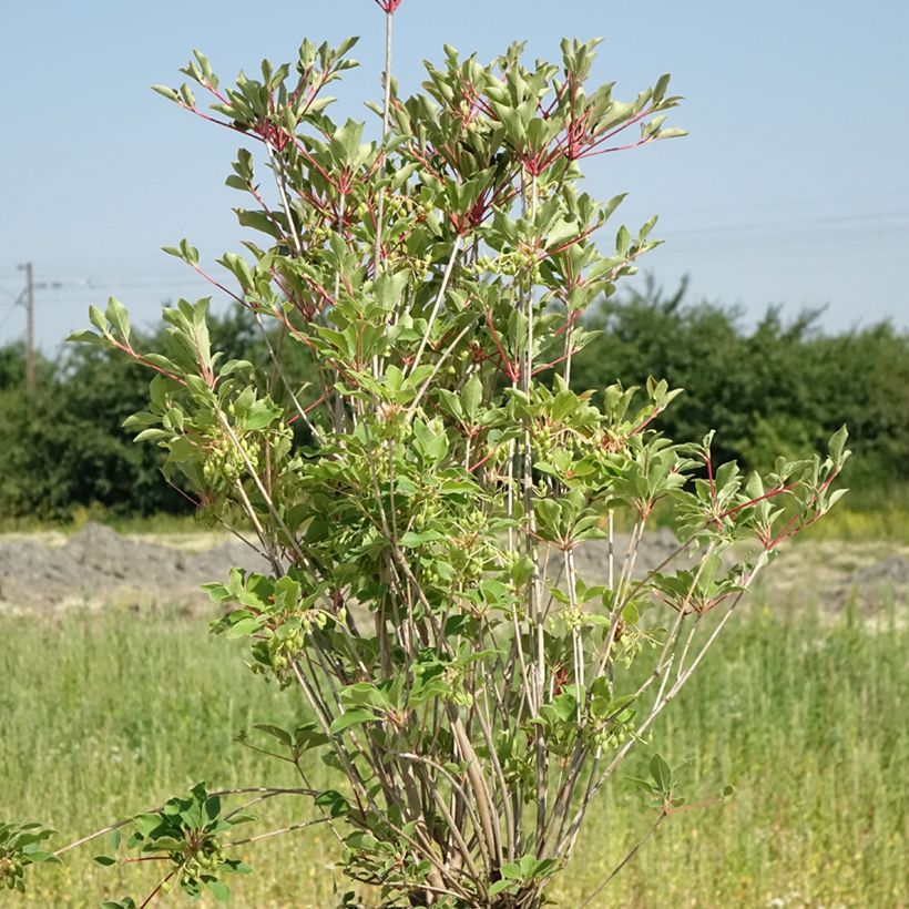 Enkianthus campanulatus Prettycoat (Hábito)