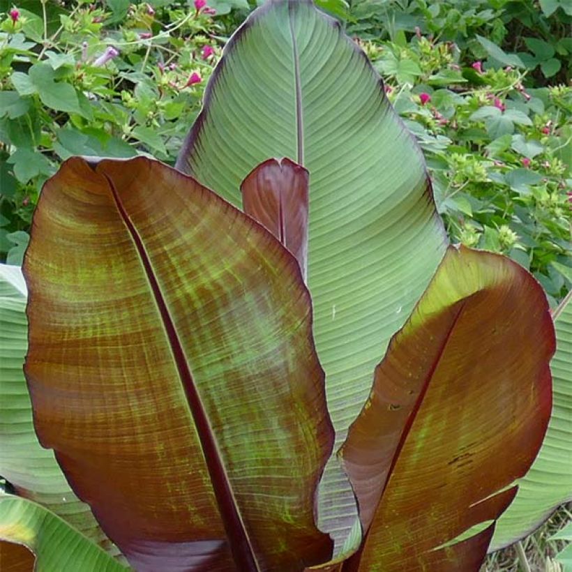 Ensete ventricosum Maurelii (Folhagem)