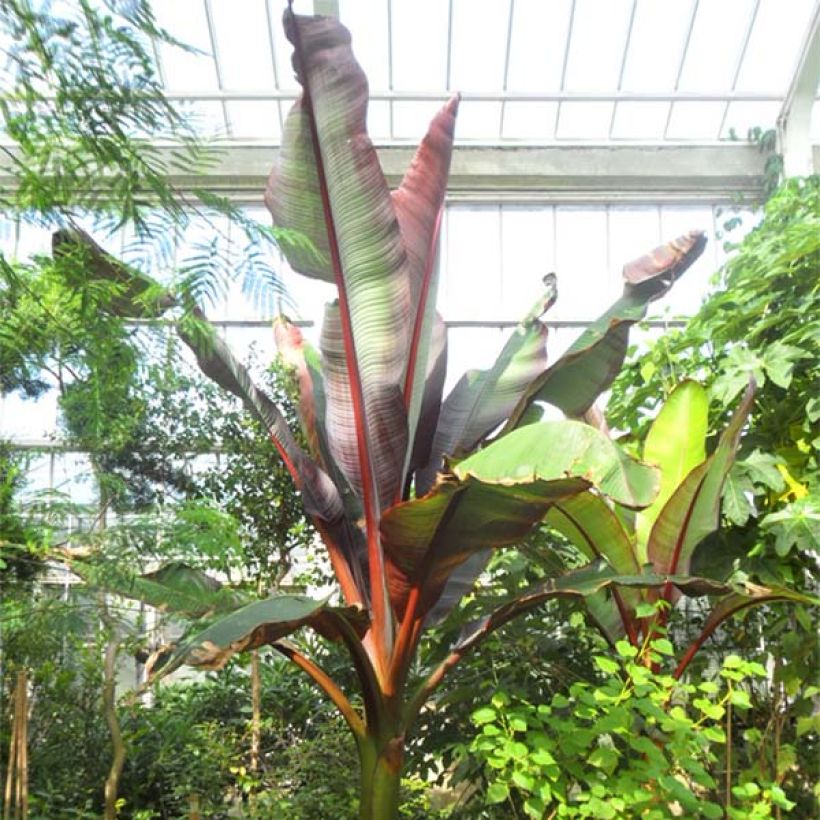 Ensete ventricosum Maurelii (Hábito)