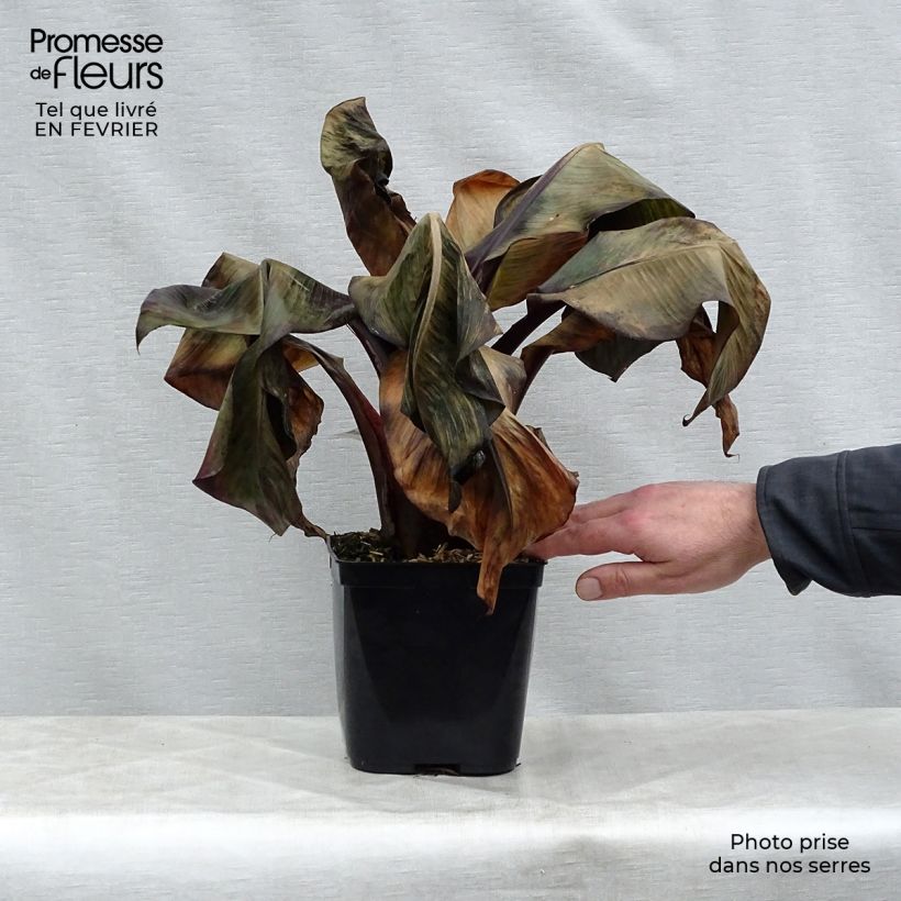 Amostra de Ensete ventricosum Maurelii Vaso de 2 L/3 L tal como entregue no inverno