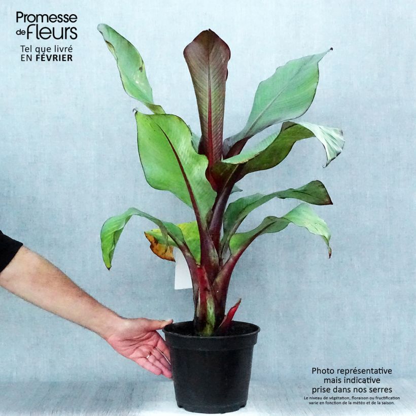 Amostra de Ensete ventricosum Maurelii Vaso de 4 L/5 L tal como entregue no outono