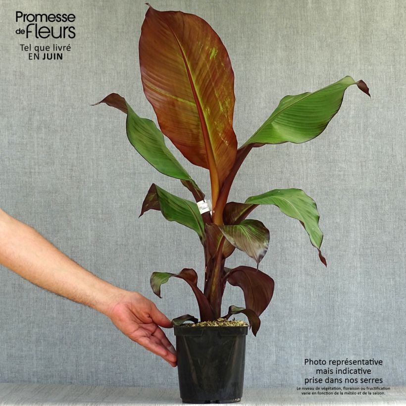 Amostra de Ensete ventricosum Maurelii Vaso de 2 L/3 L tal como entregue no verão