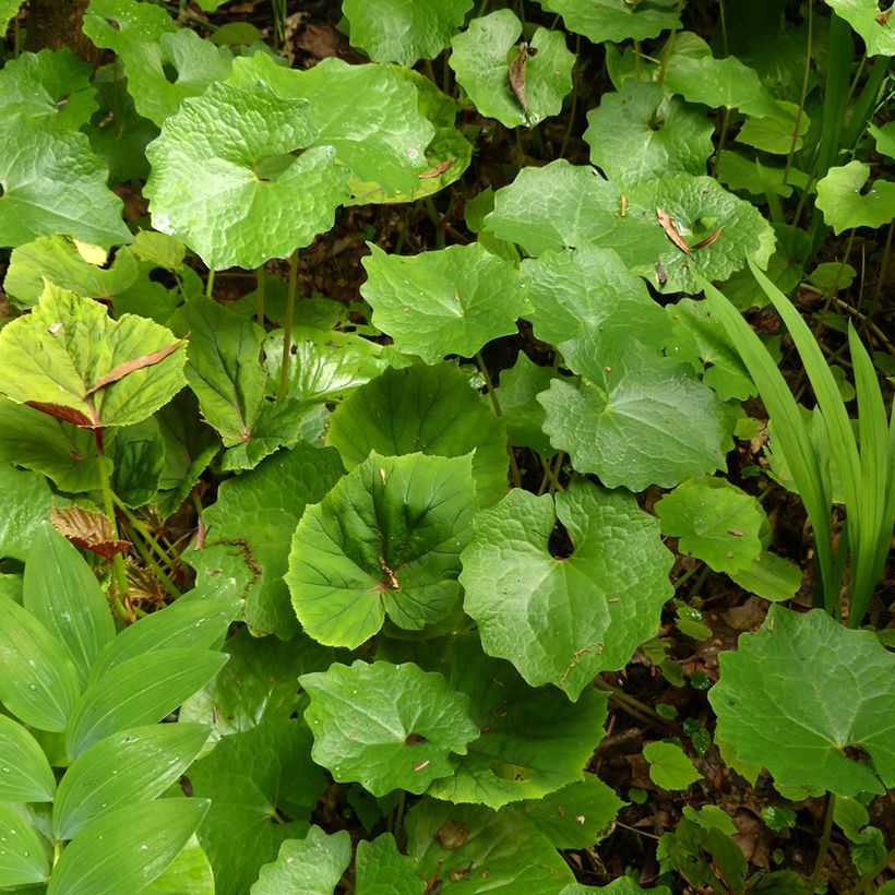 Eomecon chionantha (Folhagem)