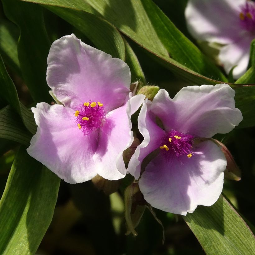 Tradescantia andersoniana Pink Chablis (Floração)