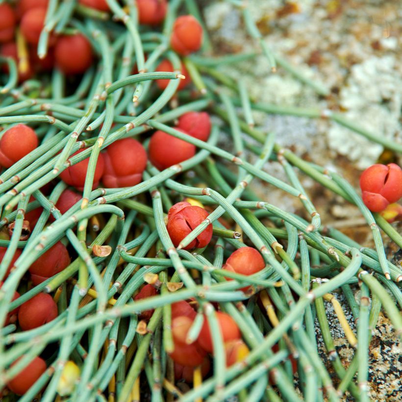 Ephedra minima (Folhagem)