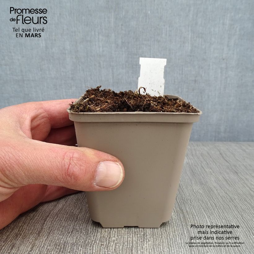 Amostra de Ephémère de Virginie - Tradescantia Perrine's Pink Vaso de 8/9 cm tal como entregue no inverno