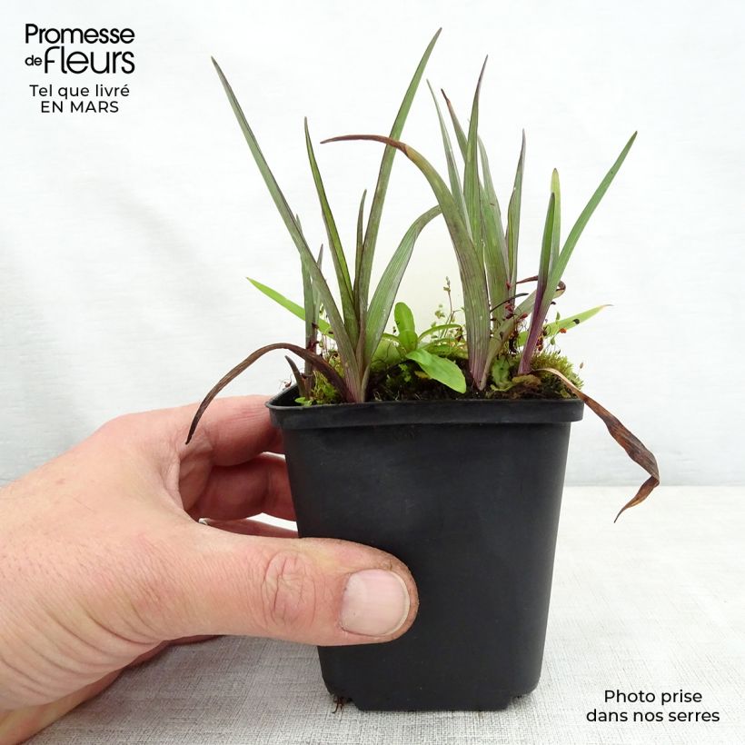 Amostra de Tradescantia andersoniana Bilberry Ice Vaso de 8/9 cm tal como entregue na primavera