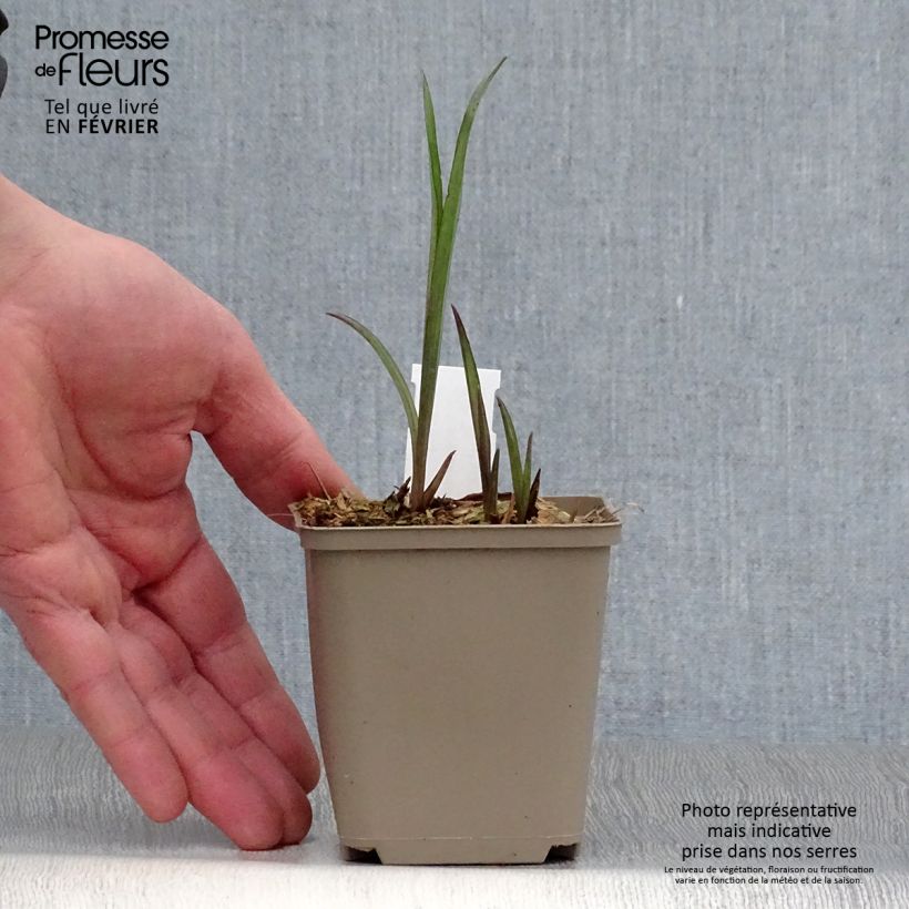 Amostra de Ephémère de Virginie - Tradescantia andersoniana Bilberry Ice Vaso de 8/9 cm tal como entregue no inverno