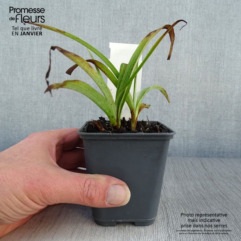 Amostra de Tradescantia andersoniana Blue and Gold Vaso de 8/9 cm tal como entregue no inverno