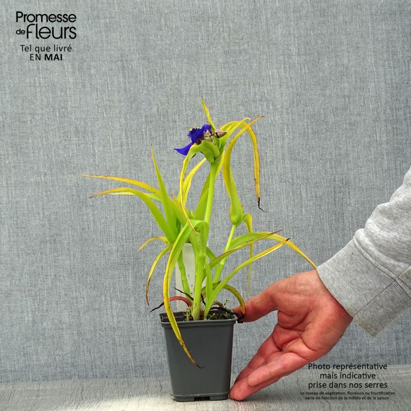 Amostra de Tradescantia andersoniana Blue and Gold Vaso de 8/9 cm tal como entregue na primavera