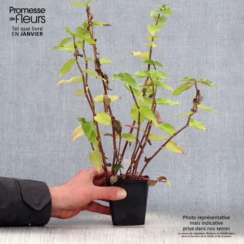 Amostra de Ephémère de Virginie - Tradescantia andersoniana Blushing Bride Godet de 8/9 cm tal como entregue no inverno