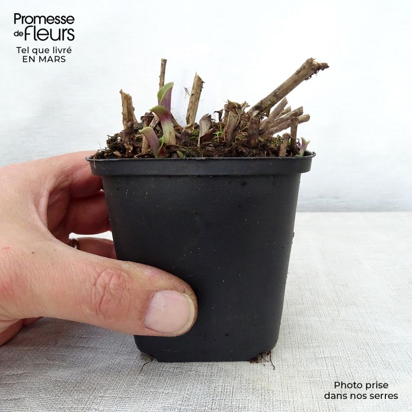 Amostra de Tradescantia andersoniana Blushing Bride Vaso de 8/9 cm tal como entregue na primavera