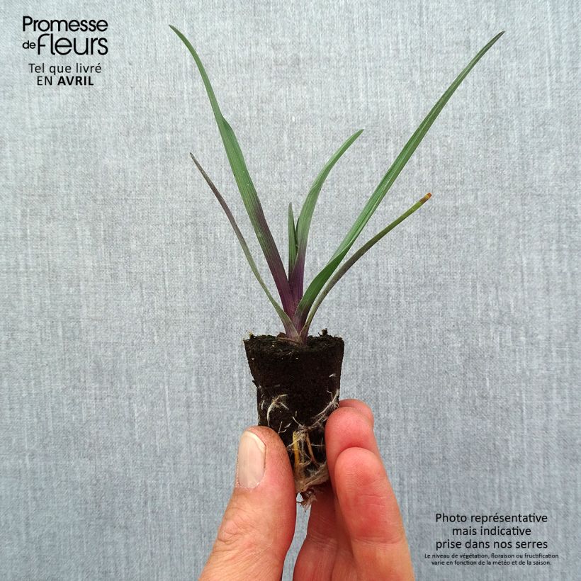 Amostra de Éphémère de Virginie - Tradescantia andersoniana JS Brainstorm Mini-motte Ø 1,5/2,5 cm tal como entregue na primavera