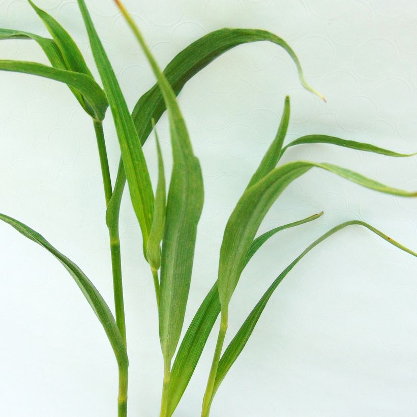 Tradescantia andersoniana JC Weguelin (Folhagem)