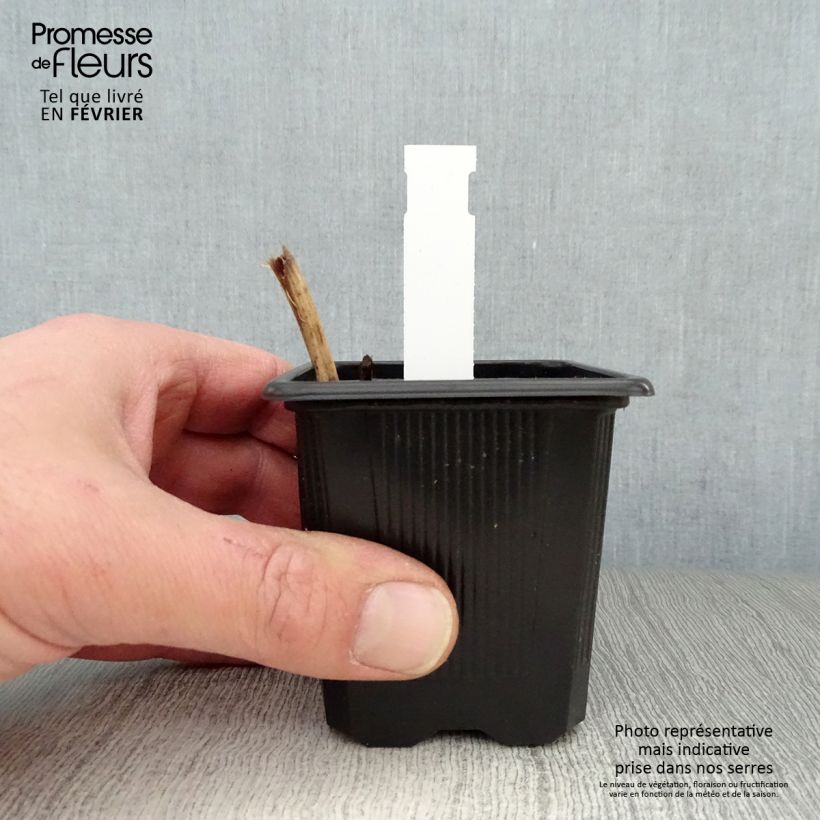 Amostra de Ephémère de Virginie, Tradescantia andersoniana Karminglut Vaso de 8/9 cm tal como entregue no inverno