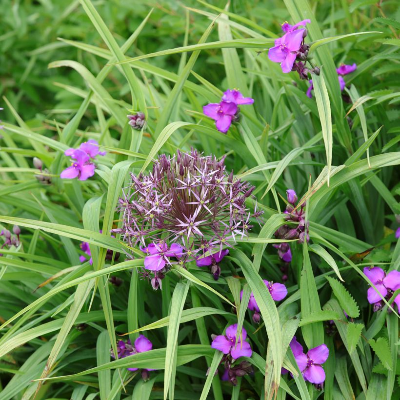 Tradescantia andersoniana Karminglut (Hábito)