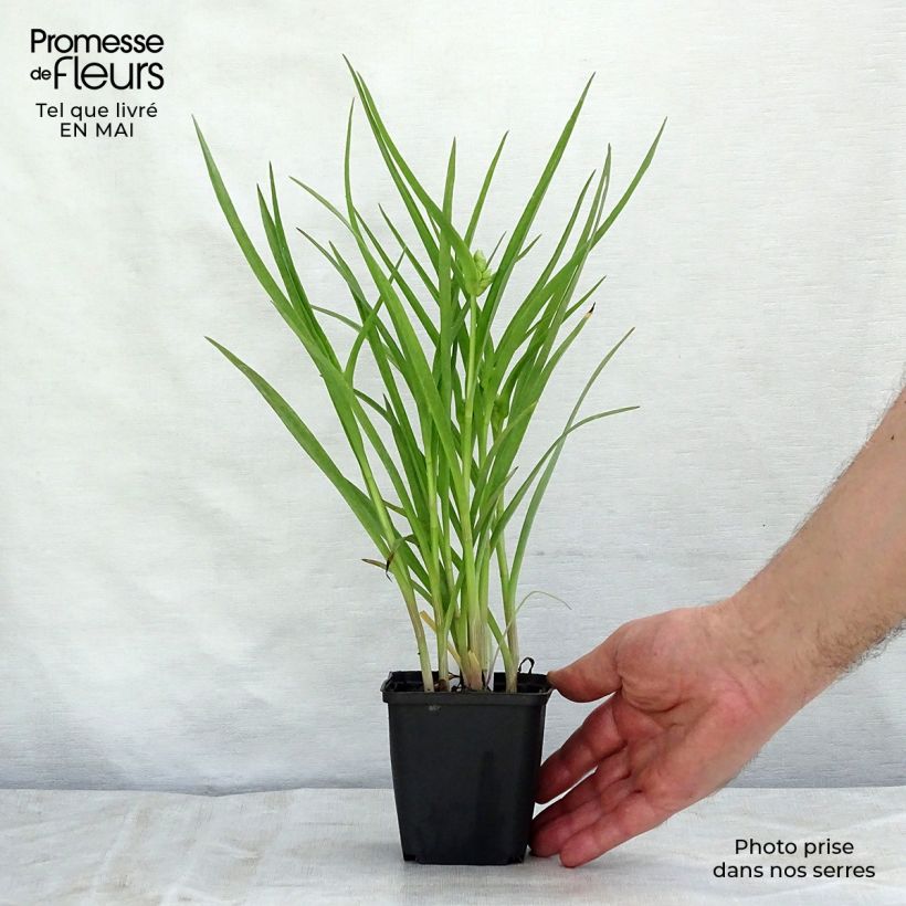 Amostra de Tradescantia andersoniana Little Doll Vaso de 8/9 cm tal como entregue na primavera