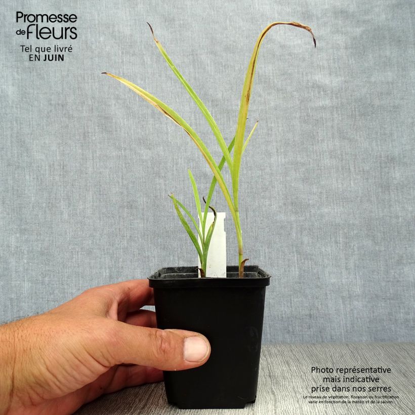 Amostra de Tradescantia andersoniana Little Doll Vaso de 8/9 cm tal como entregue no verão