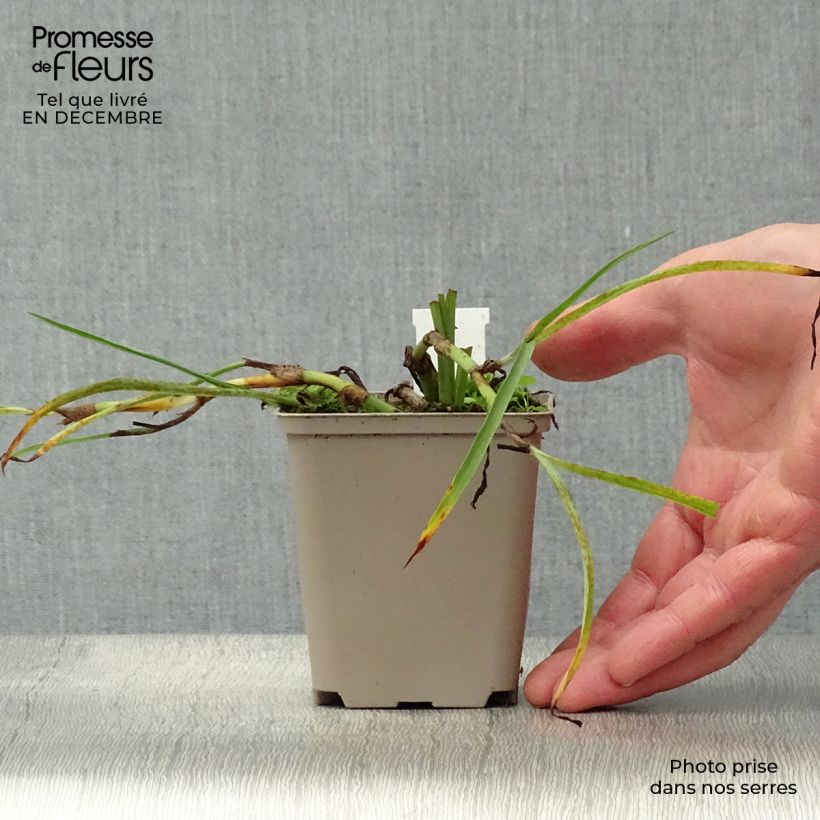 Amostra de Ephémère de Virginie - Tradescantia andersoniana Little Doll Vaso de 8/9 cm tal como entregue no inverno