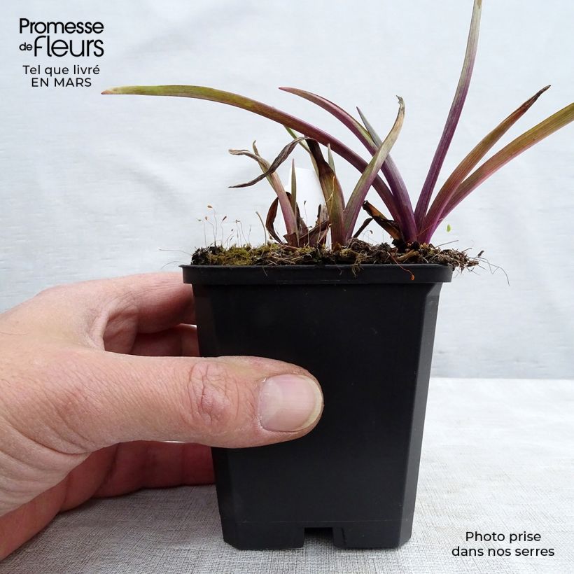 Amostra de Tradescantia andersoniana Osprey Vaso de 8/9 cm tal como entregue na primavera