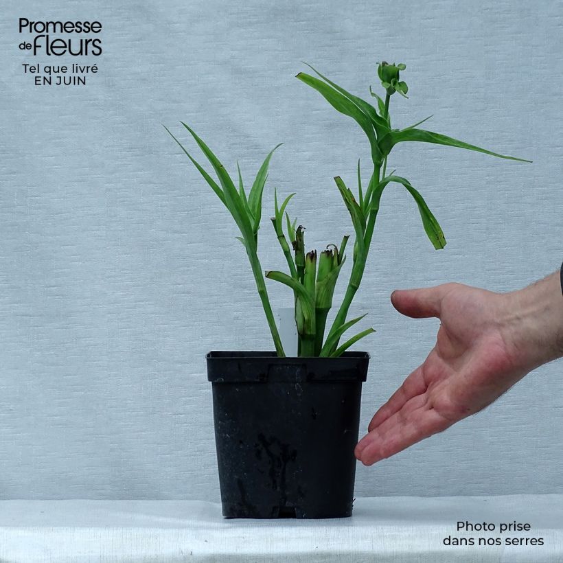 Amostra de Tradescantia andersoniana Osprey Vaso de 2 L/3 L tal como entregue no verão