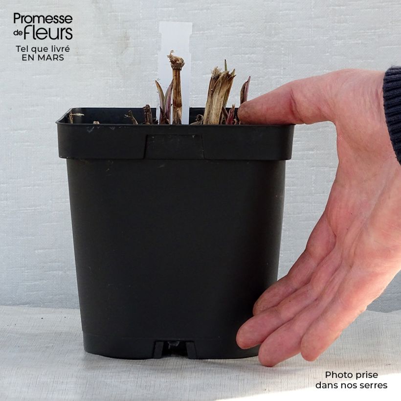 Amostra de Tradescantia andersoniana Osprey Vaso de 2 L/3 L tal como entregue na primavera