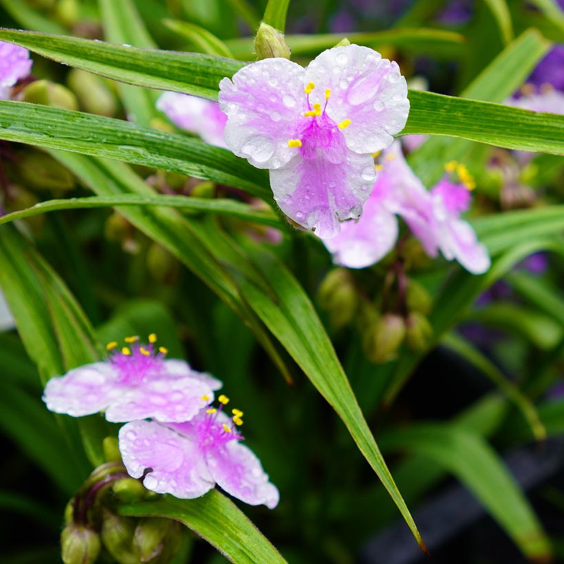 Tradescantia andersoniana Pink Chablis (Floração)