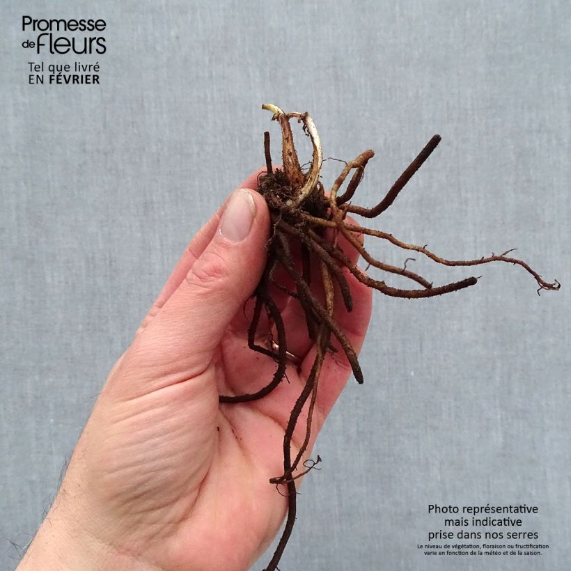 Amostra de Ephémère de Virginie - Tradescantia andersoniana Pink Chablis Raízes nuas tal como entregue no inverno