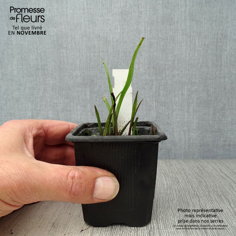 Amostra de Tradescantia andersoniana Sweet Kate Vaso de 8/9 cm tal como entregue no outono
