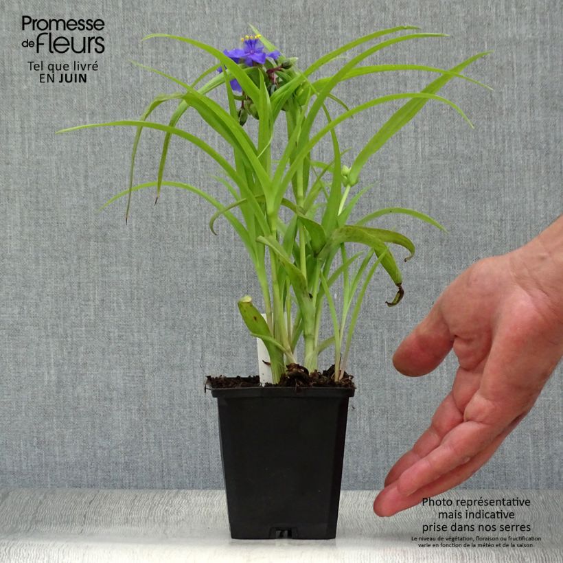 Amostra de Tradescantia andersoniana Sweet Kate Vaso de 8/9 cm tal como entregue no verão