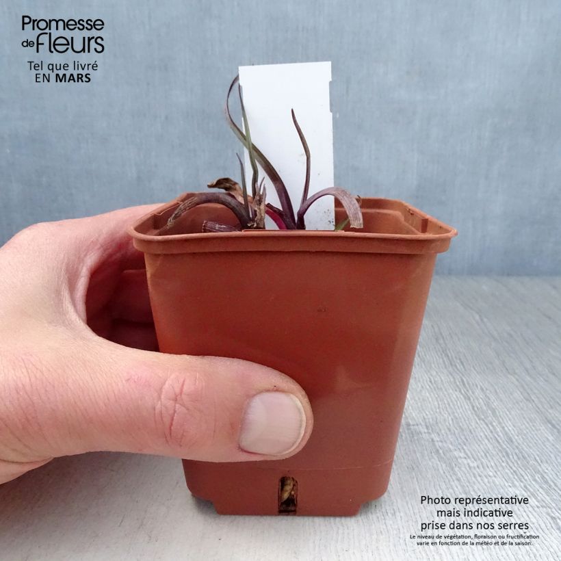 Amostra de Tradescantia andersoniana Concord Grape Vaso de 8/9 cm tal como entregue na primavera
