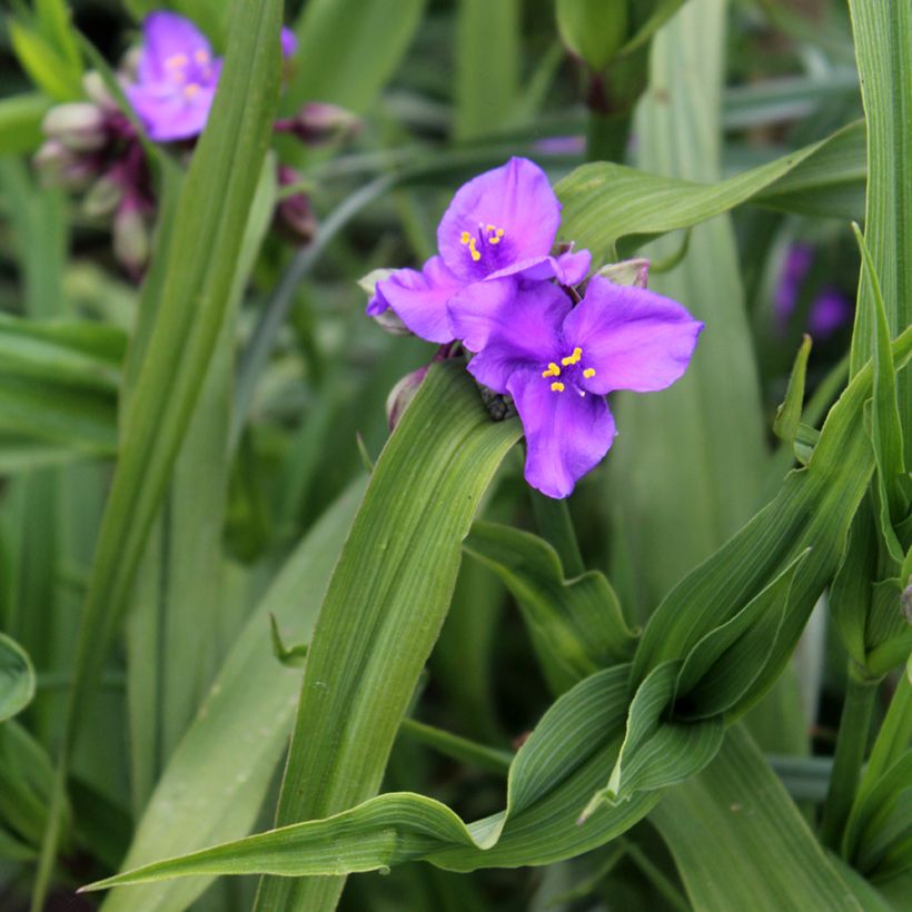Tradescantia andersoniana Concord Grape (Folhagem)