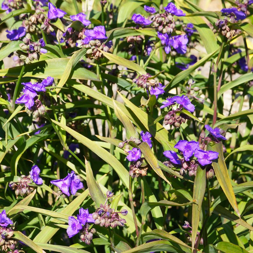 Tradescantia andersoniana Concord Grape (Hábito)