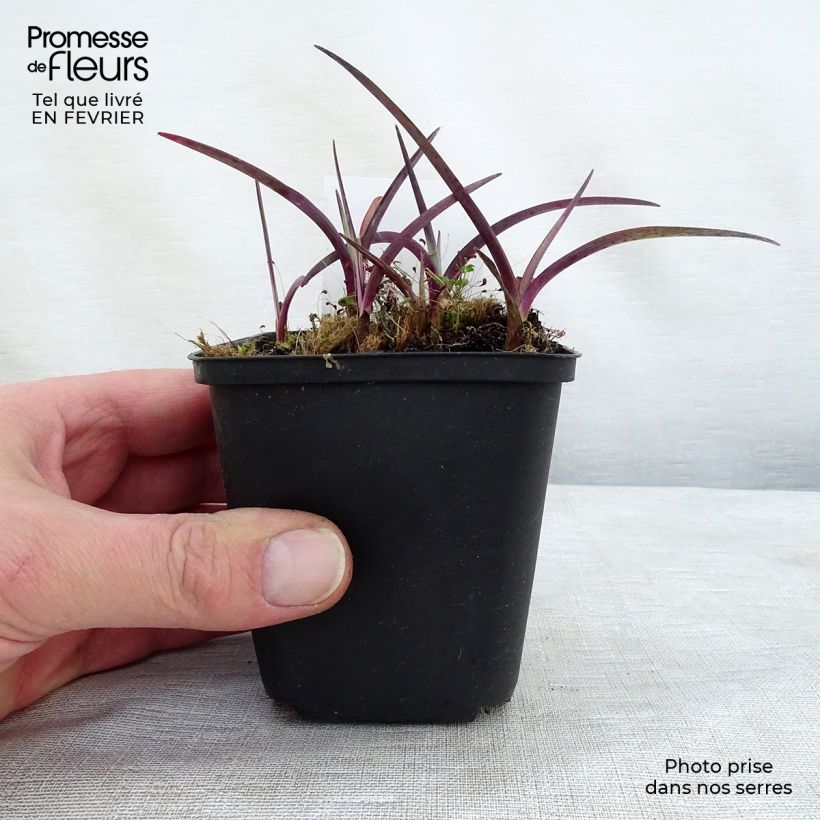 Amostra de Ephémère de Virginie - Tradescantia andersonina Concord Grape Vaso de 8/9 cm tal como entregue no inverno