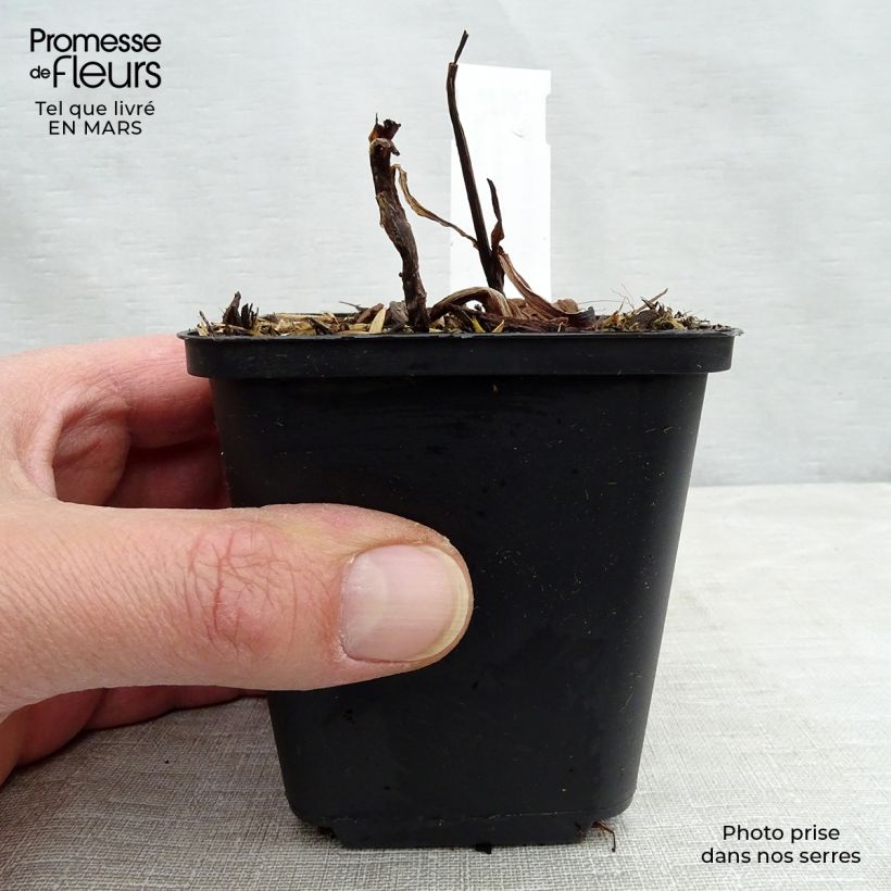 Amostra de Tradescantia virginiana Zwanenburg Blue Vaso de 8/9 cm tal como entregue na primavera