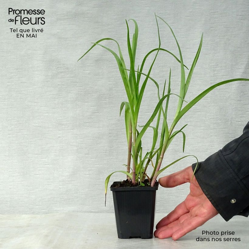 Amostra de Tradescantia andersoniana Innocence Vaso de 8/9 cm tal como entregue na primavera