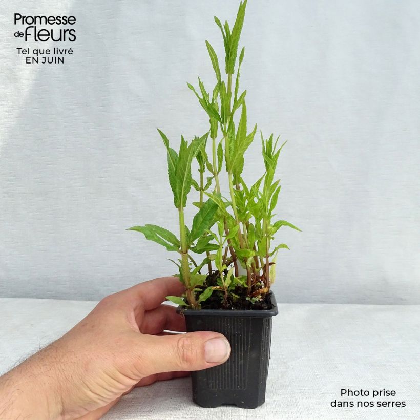 Amostra de Stachys palustris Vaso de 8/9 cm tal como entregue no verão