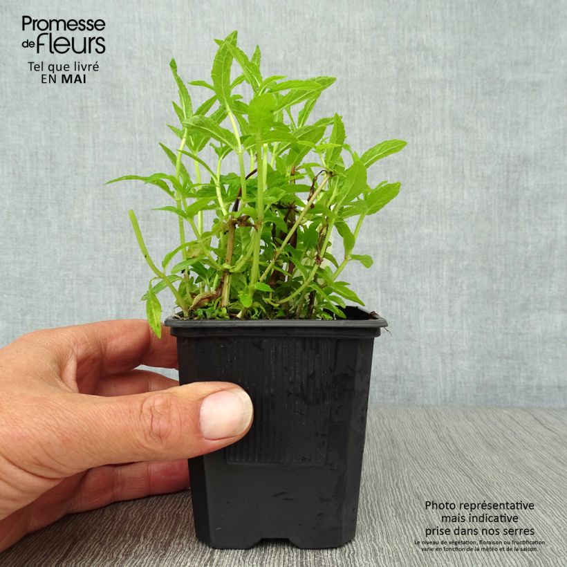 Amostra de Stachys palustris Vaso de 8/9 cm tal como entregue na primavera