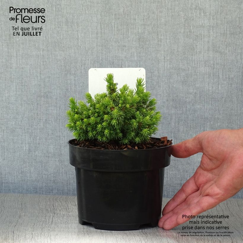 Amostra de Picea abies Jalako Gold Vaso de 2 L/3 L tal como entregue no verão