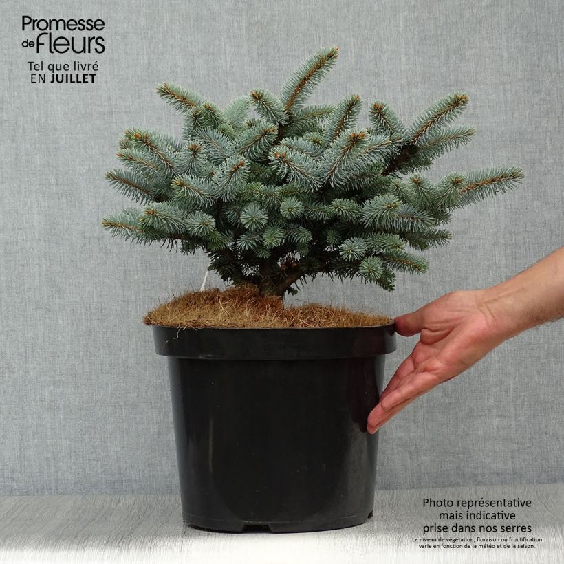 Amostra de Picea pungens Glauca Globosa Vaso de 4 L/5 L tal como entregue no verão