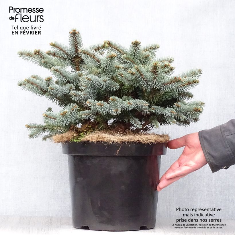 Amostra de Picea pungens Glauca Globosa Vaso de 4 L/5 L tal como entregue no inverno